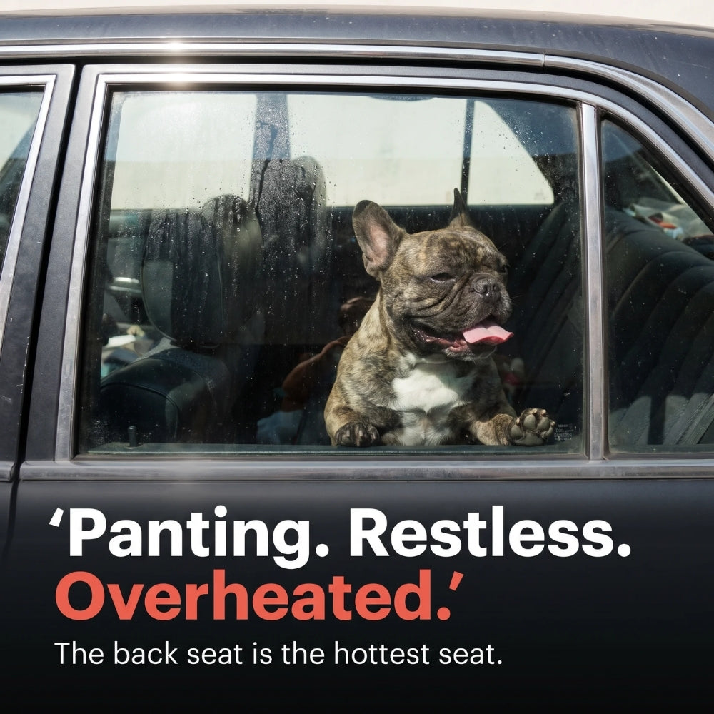BackSeat Cooling Fan
