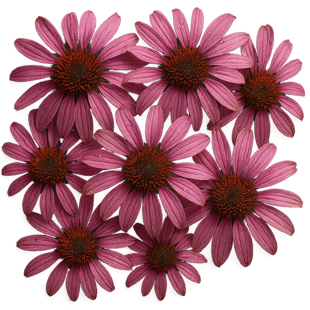 Echinacea