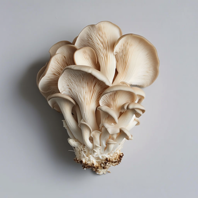 Maitake