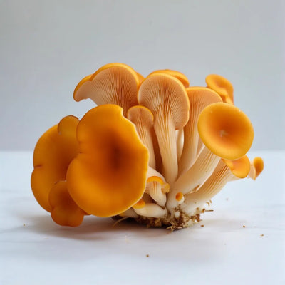 Cordyceps