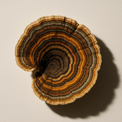 Turkey Tail