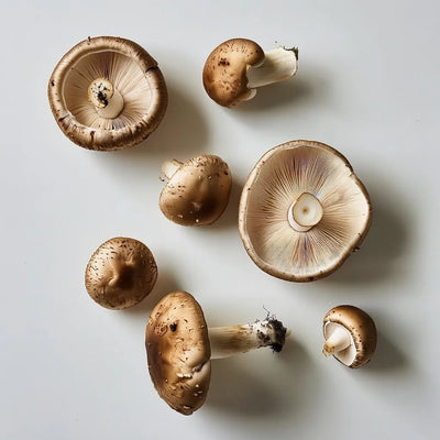 Shiitake